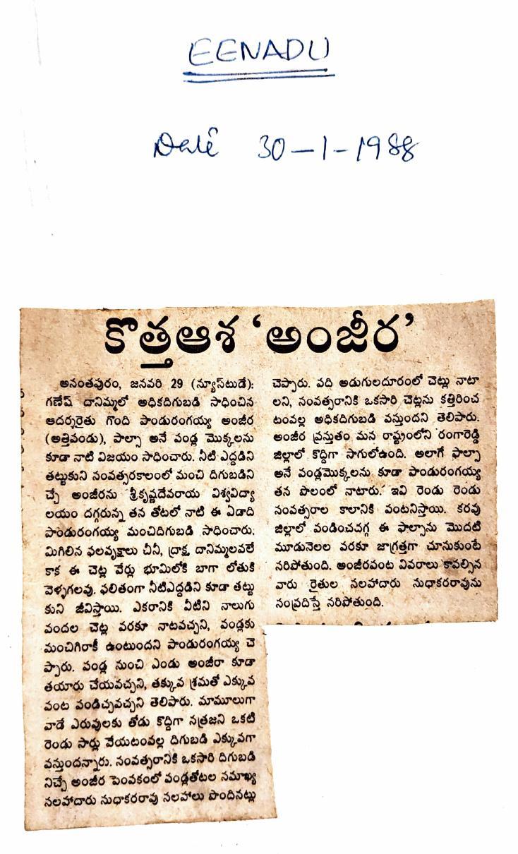 "Kothha Aasha Anjeer" — new hope: the fig crop