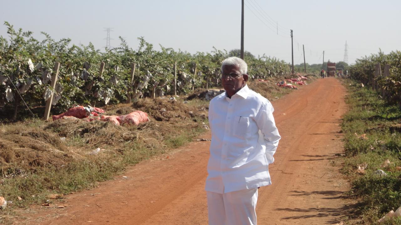 P. Sudhakar Rao in a pomegranate orchard
