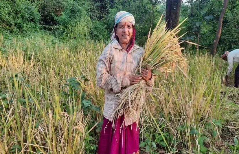 A woman farmer at the paddy harvest